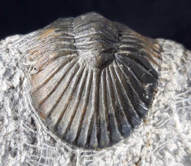 Scabriscutellum hammadi CHATTERTON et al. 2006 - Bild © FossNet FossilienStore